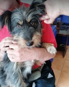 Percy a black an tan Romanian rescue dog | 1 Dog at a Time Rescue UK