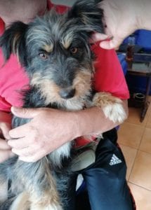 Percy a black an tan Romanian rescue dog | 1 Dog at a Time Rescue UK
