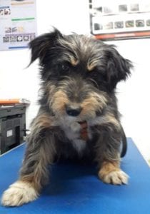 Percy a black an tan Romanian rescue dog | 1 Dog at a Time Rescue UK