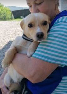 Poppy a faun coloured Romanian rescue dog | 1 Dog at a Time Rescue UK