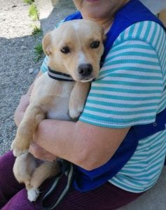 Poppy a faun coloured Romanian rescue dog | 1 Dog at a Time Rescue UK