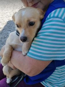 Poppy a faun coloured Romanian rescue dog | 1 Dog at a Time Rescue UK