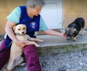 Poppy a faun coloured Romanian rescue dog | 1 Dog at a Time Rescue UK