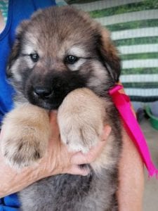 Sienna a dark coloured Romanian rescue puppy | 1 Dog at a Time Rescue UK