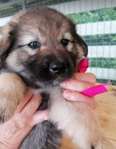 Sienna a dark coloured Romanian rescue puppy | 1 Dog at a Time Rescue UK