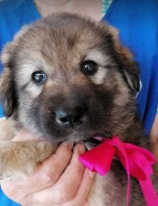 Sienna a dark coloured Romanian rescue puppy | 1 Dog at a Time Rescue UK