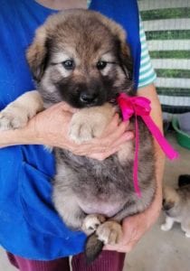 Sienna a dark coloured Romanian rescue puppy | 1 Dog at a Time Rescue UK
