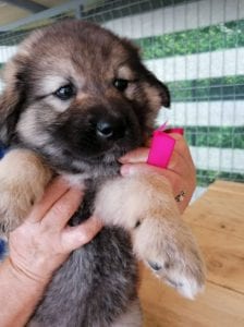 Sienna a dark coloured Romanian rescue puppy | 1 Dog at a Time Rescue UK