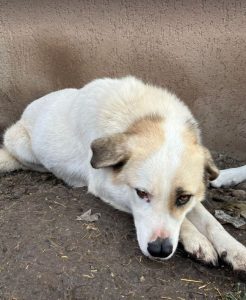 Aimee a faun coloured Romanian rescue dog | 1 Dog at a Time Rescue UK