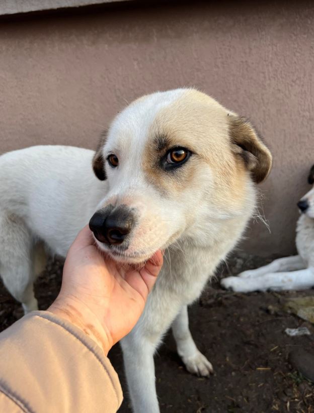 Aimee a faun coloured Romanian rescue dog c10 _ 1 Dog at a Time Rescue UK Aimee a faun coloured Romanian rescue dog | 1 Dog at a Time Rescue UK