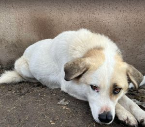 Aimee a faun coloured Romanian rescue dog | 1 Dog at a Time Rescue UK
