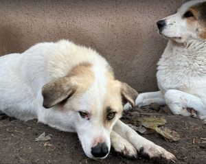 Aimee a faun coloured Romanian rescue dog | 1 Dog at a Time Rescue UK