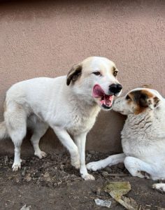 Aimee a faun coloured Romanian rescue dog | 1 Dog at a Time Rescue UK