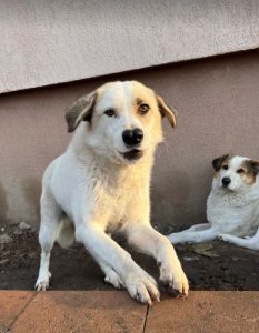 Aimee a faun coloured Romanian rescue dog | 1 Dog at a Time Rescue UK