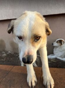 Aimee a faun coloured Romanian rescue dog | 1 Dog at a Time Rescue UK