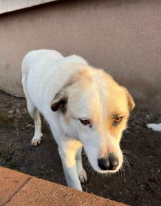 Aimee a faun coloured Romanian rescue dog | 1 Dog at a Time Rescue UK