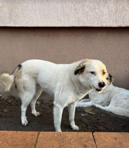 Aimee a faun coloured Romanian rescue dog | 1 Dog at a Time Rescue UK