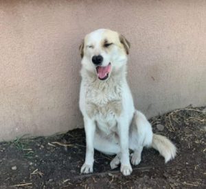 Aimee a white Romanian rescue dog | 1 Dog at a Time Rescue UK