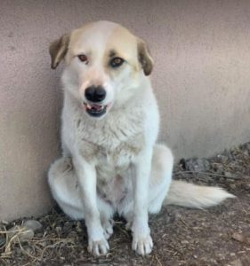 Aimee a white Romanian rescue dog | 1 Dog at a Time Rescue UK