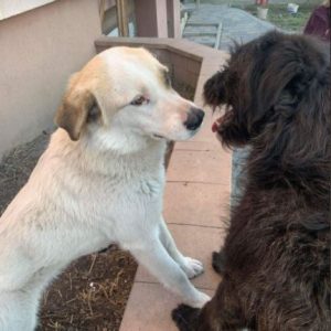 Aimee a white Romanian rescue dog | 1 Dog at a Time Rescue UK