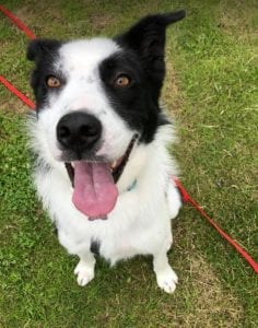 Aussie a black and white Romanian rescue dog | 1 Dog at a Time Rescue UK
