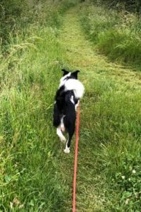 Aussie a black and white Romanian rescue dog | 1 Dog at a Time Rescue UK