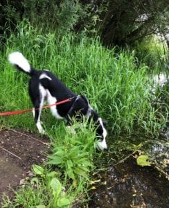 Aussie a black and white Romanian rescue dog | 1 Dog at a Time Rescue UK