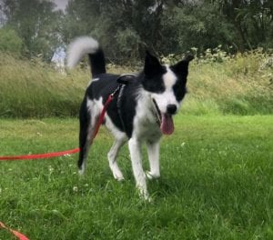 Aussie a black and white Romanian rescue dog | 1 Dog at a Time Rescue UK