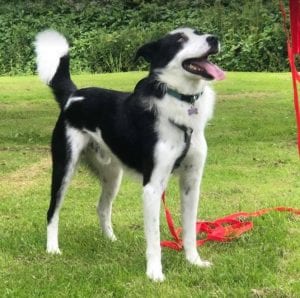 Aussie a black and white Romanian rescue dog | 1 Dog at a Time Rescue UK