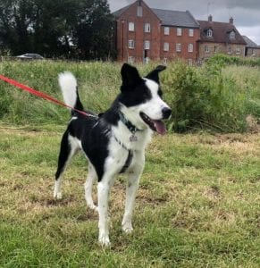 Aussie a black and white Romanian rescue dog | 1 Dog at a Time Rescue UK