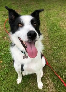 Aussie a black and white Romanian rescue dog | 1 Dog at a Time Rescue UK