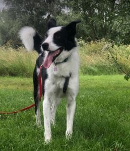 Aussie a black and white Romanian rescue dog | 1 Dog at a Time Rescue UK