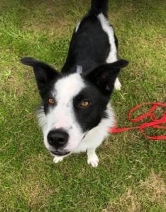 Aussie a black and white Romanian rescue dog | 1 Dog at a Time Rescue UK