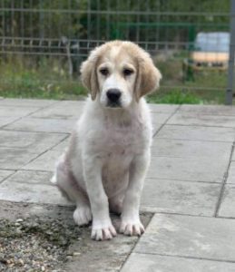 Bandit a white and grey Romanian rescue dog | 1 Dog at a Time Rescue UK