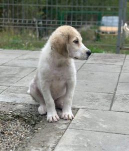 Bandit a white and grey Romanian rescue dog | 1 Dog at a Time Rescue UK