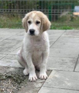 Bandit a white and grey Romanian rescue dog | 1 Dog at a Time Rescue UK