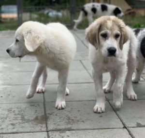 Bandit a white and grey Romanian rescue dog | 1 Dog at a Time Rescue UK