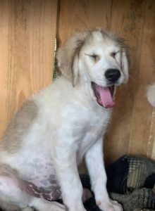 Bandit a white and grey Romanian rescue dog | 1 Dog at a Time Rescue UK