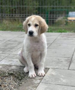 Bandit a white and grey Romanian rescue dog | 1 Dog at a Time Rescue UK