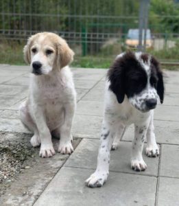 Bandit a white and grey Romanian rescue dog | 1 Dog at a Time Rescue UK