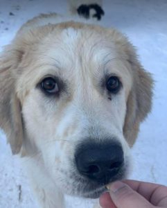 Bandit a white and grey Romanian rescue dog | 1 Dog at a Time Rescue UK