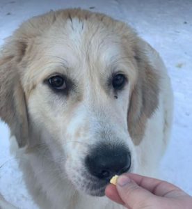 Bandit a white and grey Romanian rescue dog | 1 Dog at a Time Rescue UK