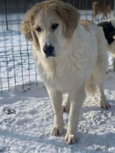 Bandit a white and grey Romanian rescue dog | 1 Dog at a Time Rescue UK