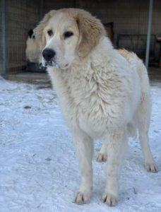 Bandit a white and grey Romanian rescue dog | 1 Dog at a Time Rescue UK