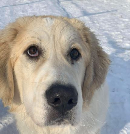 Bandit a white and grey Romanian rescue dog | 1 Dog at a Time Rescue UK