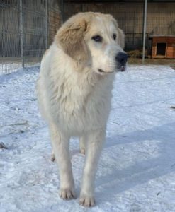 Bandit a white and grey Romanian rescue dog | 1 Dog at a Time Rescue UK