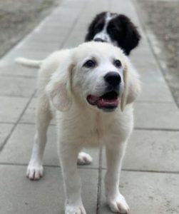 Bear a white Romanian rescue dog | 1 Dog at a Time Rescue UK