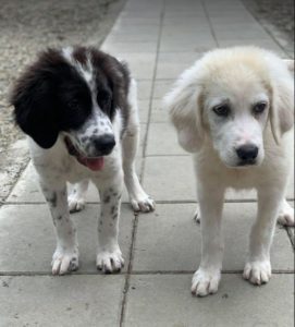 Bear a white Romanian rescue dog | 1 Dog at a Time Rescue UK