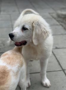 Bear a white Romanian rescue dog | 1 Dog at a Time Rescue UK
