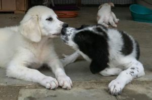 Beau a black and white Romanian rescue dog | 1 Dog at a Time Rescue UK